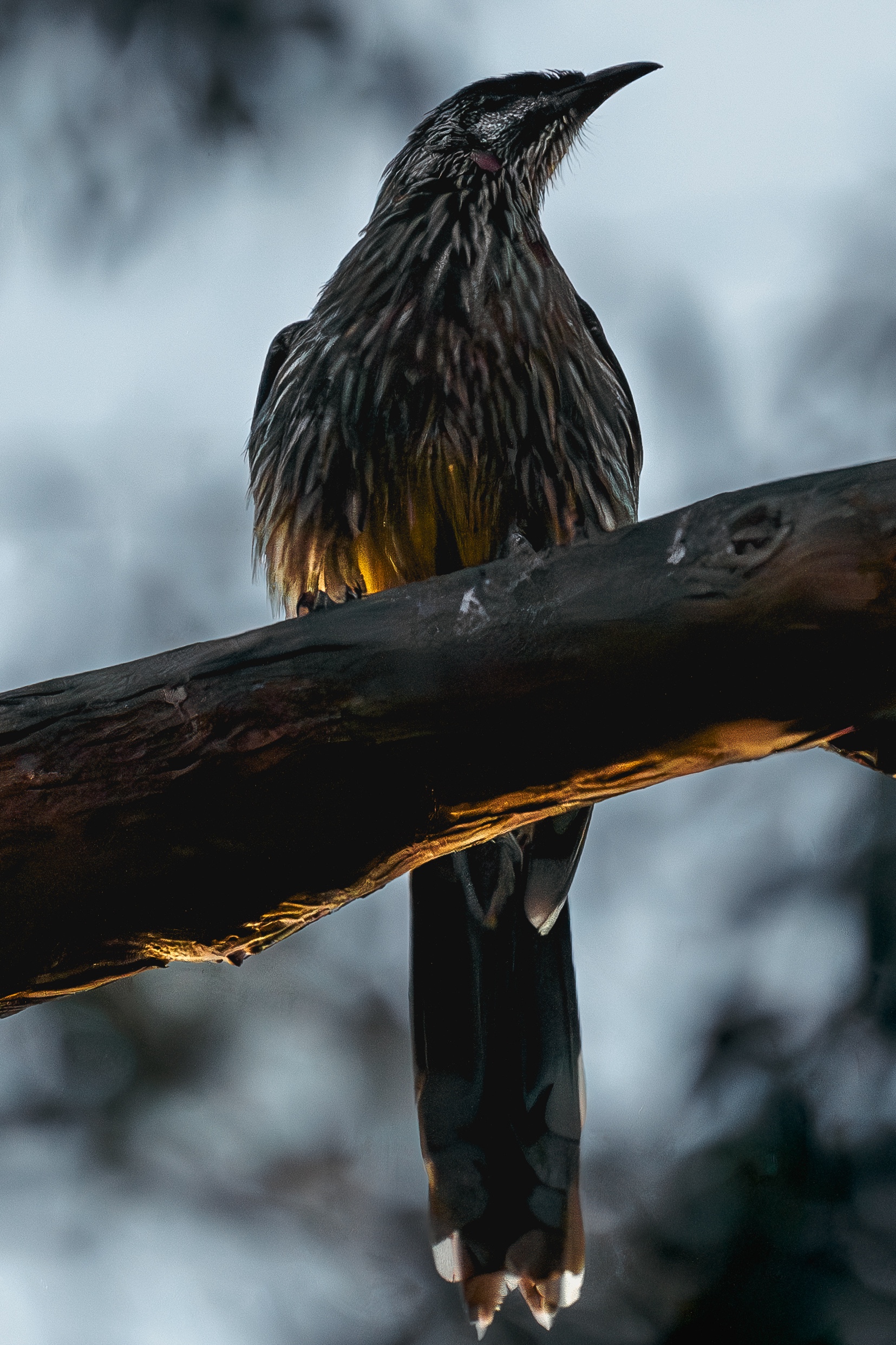 Majestic Wattle Bird