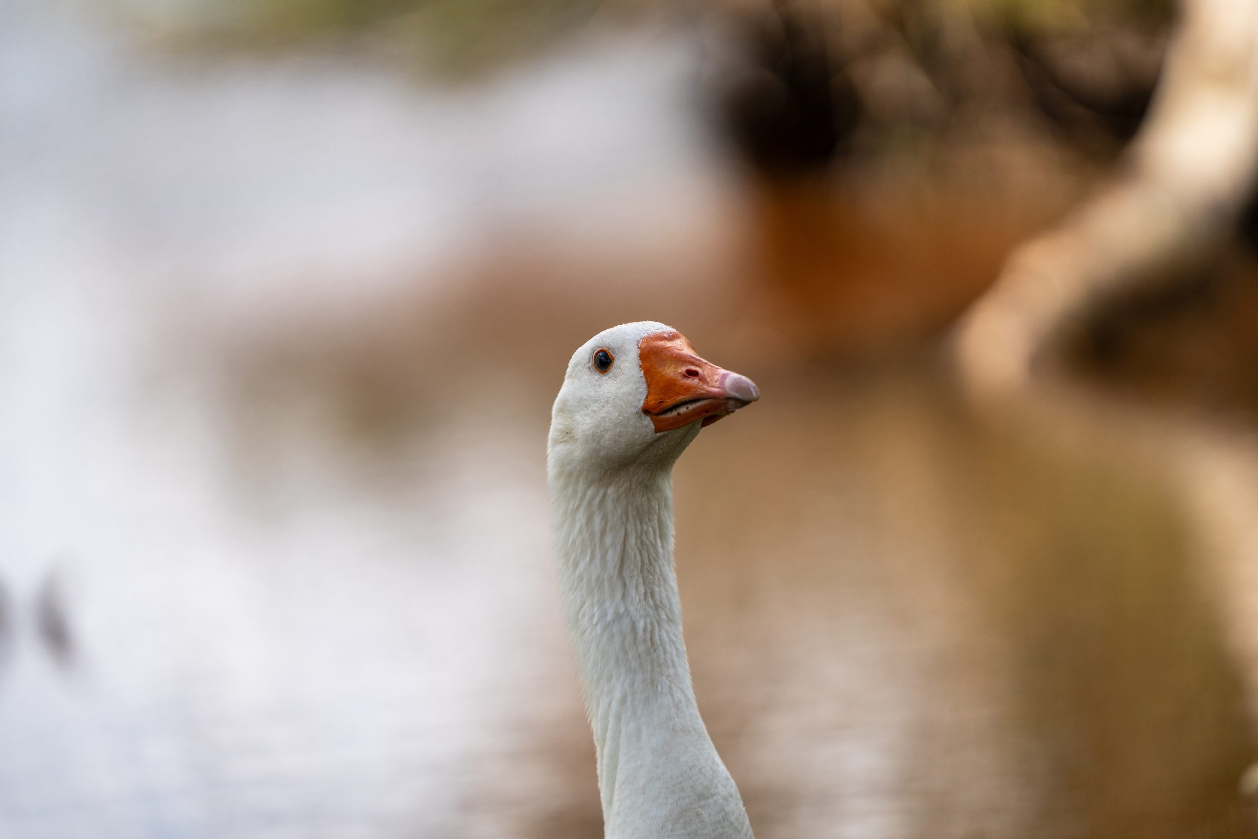 Inquisitive Goose