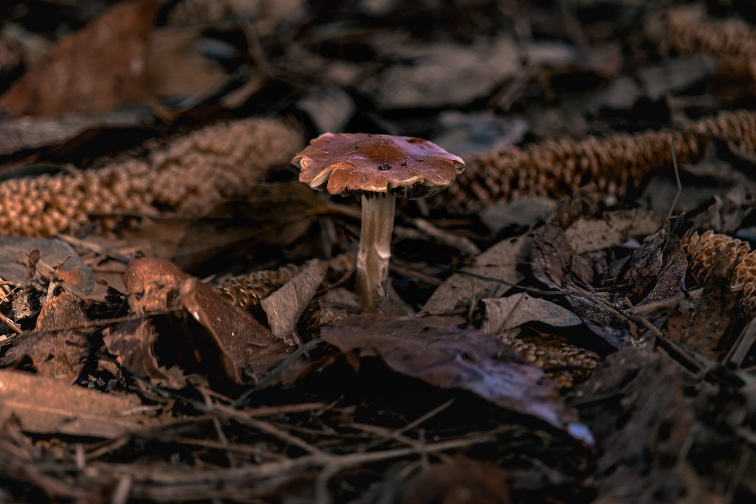 Leaf Litter