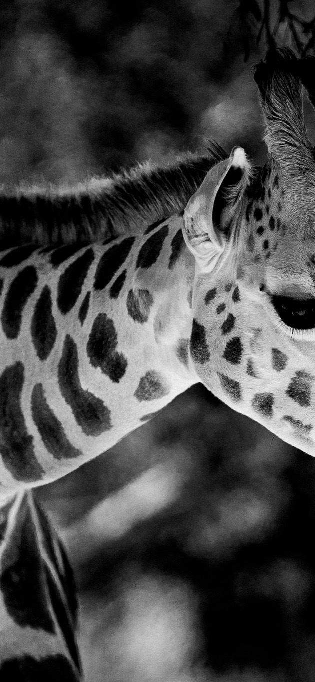 Melbourne Zoo (Black and White)