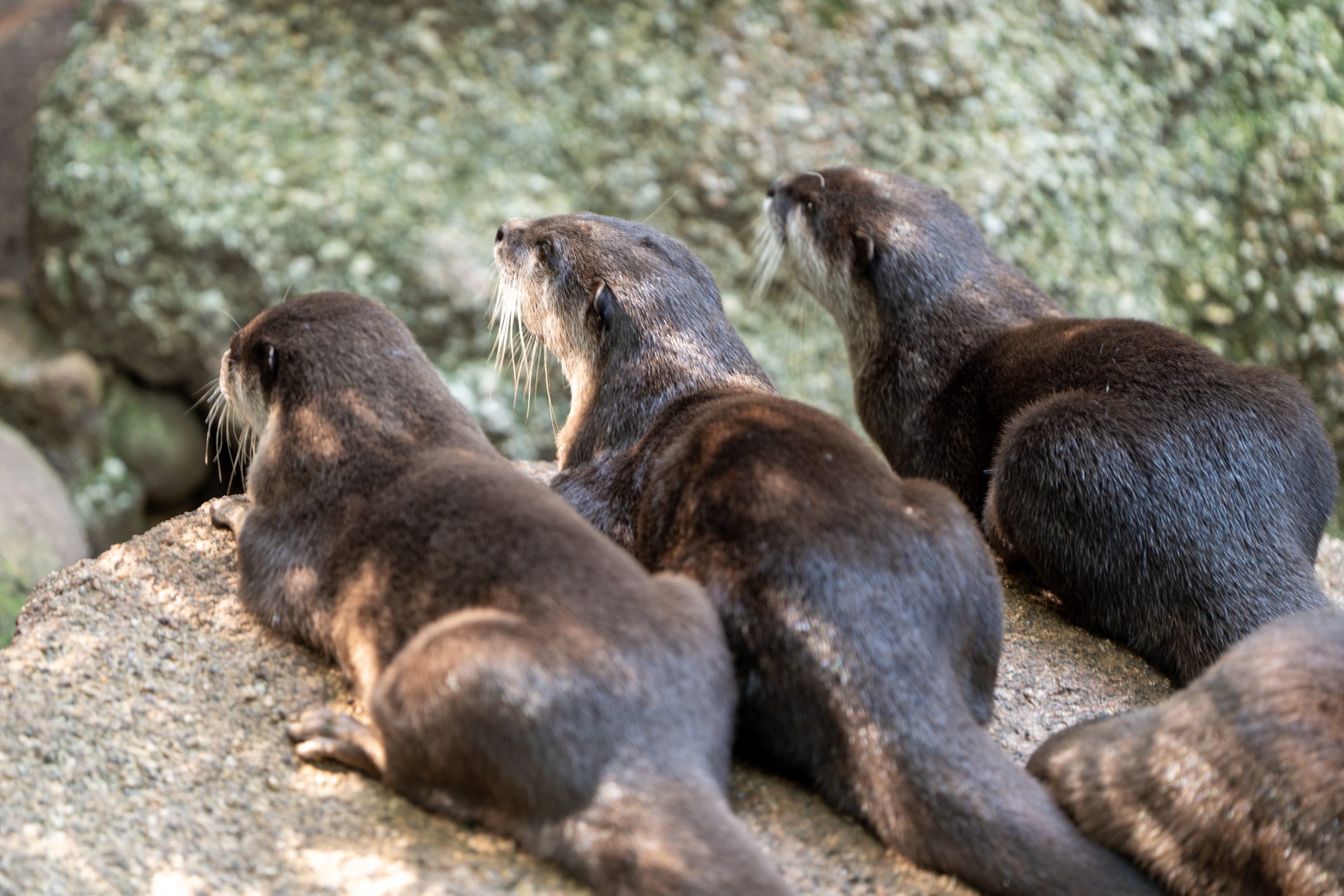 In Otter News